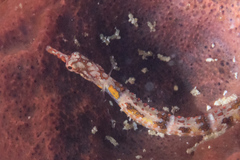 Corythoichthys benedetto