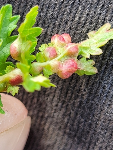 Dasineura harrisoni