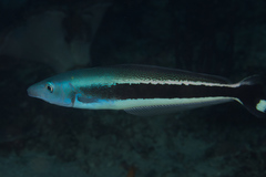 Blue Blanquillo photo 2