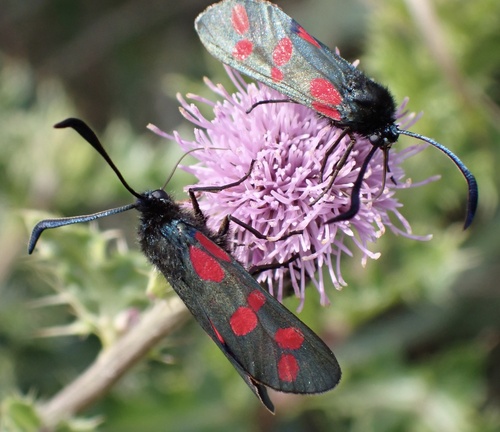 Six-spot Burnet, Meijendel and Berkheide, Wassenaar, South Holland, NL, photo 6 of 10