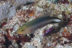 Pseudochromis bitaeniatus