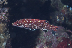 Bodianus dictynna