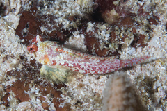 Synchiropus moyeri