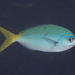 Yellowtail Fusilier - Photo (c) Mark Rosenstein, some rights reserved (CC BY-NC), uploaded by Mark Rosenstein