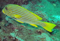 Plectorhinchus polytaenia