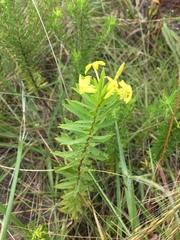 Lasiosiphon triplinervis