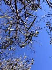 Strophanthus petersianus, photograph author not stated, no rights reserved