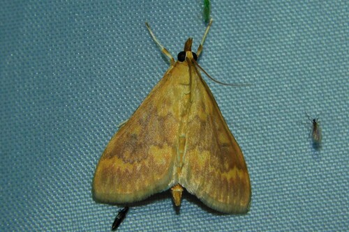 Ostrinia nubilalis