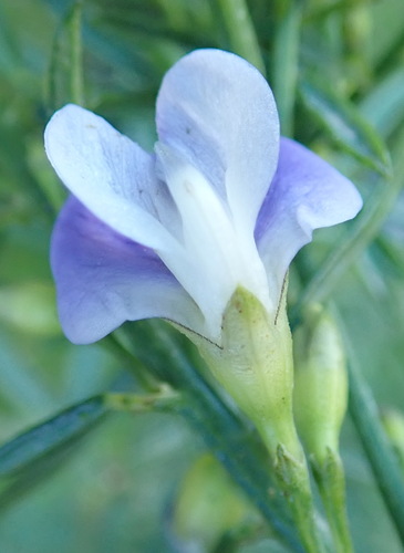 Image of Psoralea axillaris by (c) Nicola van Berkel, some rights reserved (CC BY-SA)