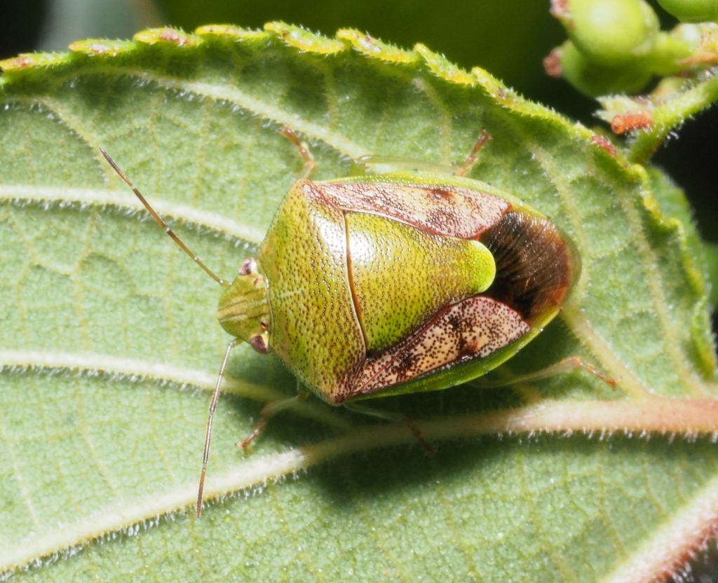 Green Stink Bug