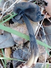 Helvella atra