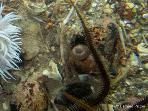 Gibbula tumida observed 2019-01-06