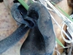 Helvella atra