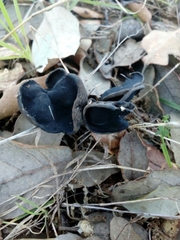 Helvella atra