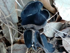 Helvella atra