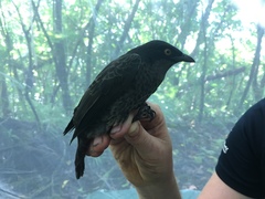 Aplonis tabuensis manuae