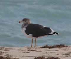 Larus fuscus