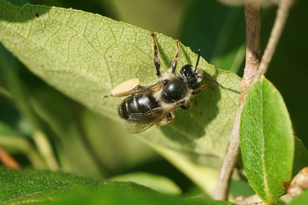 Lyonia Blunt-horn