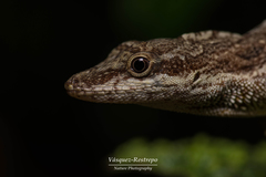 Anolis mariarum