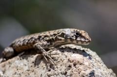 Liolaemus monticola