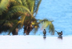 Pycnonotus sinensis hainanus