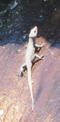 Ninurta coeruleopunctatus