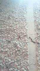 Larinioides sclopetarius