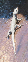 Ninurta coeruleopunctatus