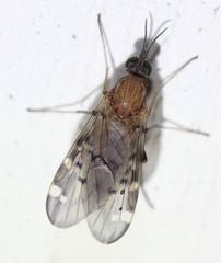 Sylvicola alternatus