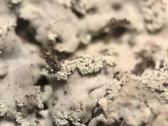 Heterodermia albicans