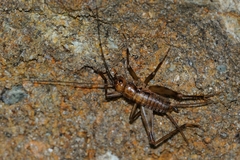 Petaloptila andreinii