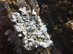 Heterodermia albicans