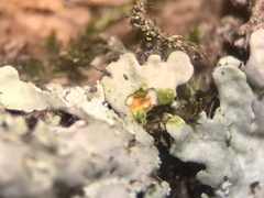 Heterodermia albicans