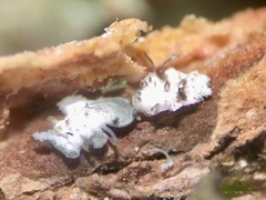 Heterodermia albicans