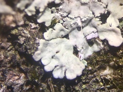 Heterodermia albicans