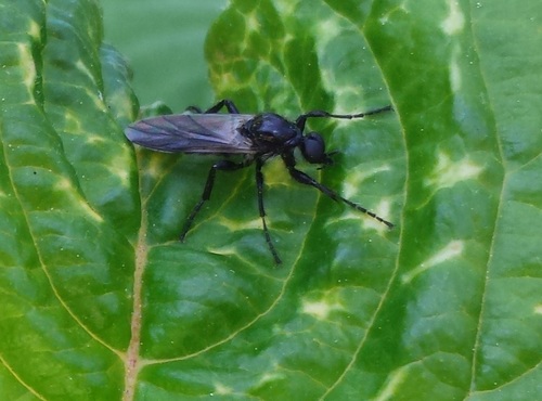 White-winged March Fly photo 6
