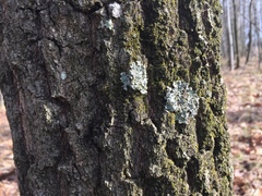 Heterodermia albicans