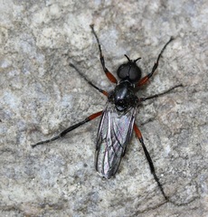 Bibio femoratus