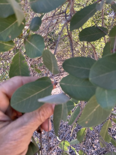 Combretum collinum