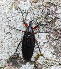 Bibio femoratus