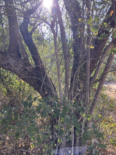 Combretum collinum, photograph 1