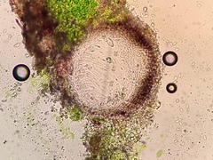 Verrucaria trabalis