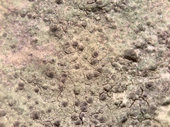 Verrucaria trabalis