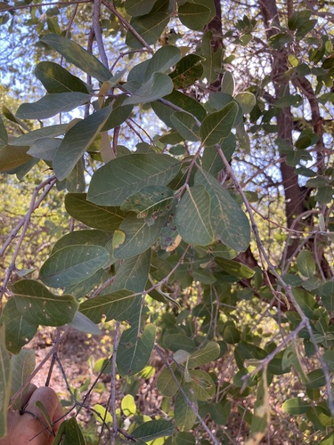 Combretum collinum, photograph 2
