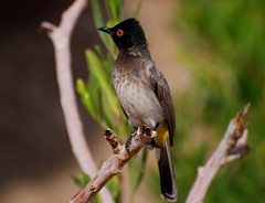 Pycnonotus nigricans