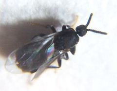 Holoplagia guamensis
