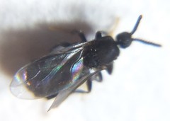 Holoplagia guamensis