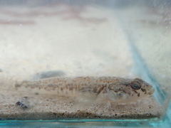 Pomatoschistus microps