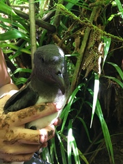 Pseudobulweria rostrata