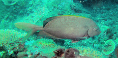 Siganus punctatus
